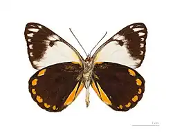 ♀ △ - Face ventrale