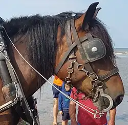 Vue de profil, sujet bai.