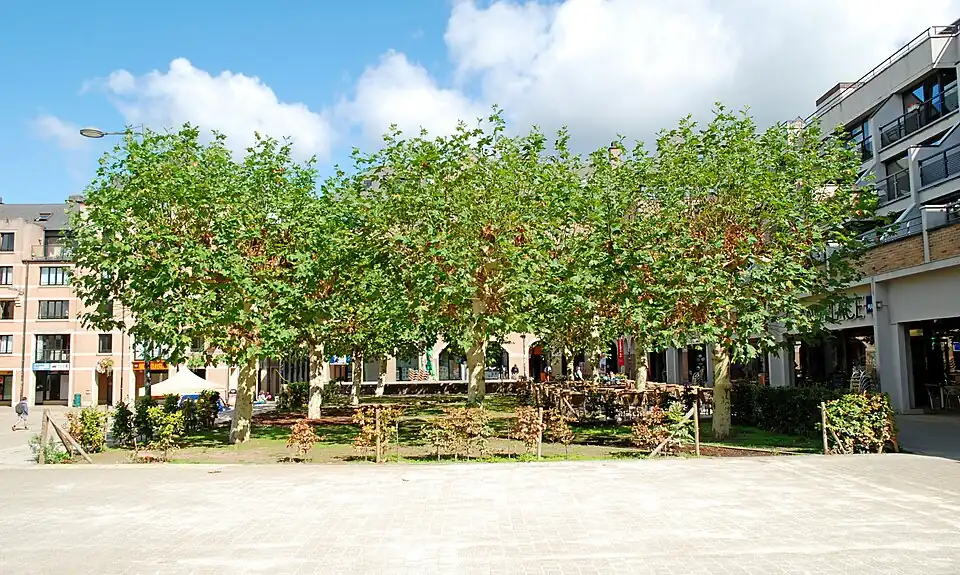 Les arbres du côté est.