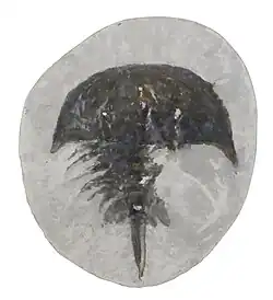 Belinurus belulus (Bellinuridae)