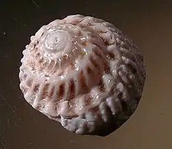 Bellastraea kesteveni