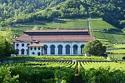 Bâtiment blanc aux grandes vitres au milieu de vignes.