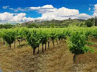 Image illustrative de l’article Clairette de Bellegarde