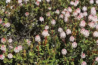 Description de l'image Bellendena montana 2.jpg.