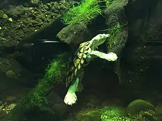 Description de l'image Bellinger River turtle 01 Taronga 2020-03-13.jpg.