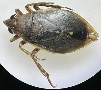 Description de cette image, également commentée ci-après