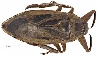 Belostomatidae, vue dorsale