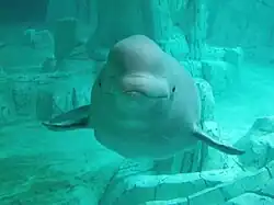 Un béluga, vue subaquatique