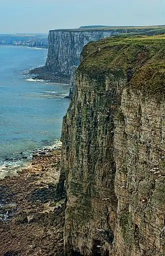 Image illustrative de l’article Falaises de Bempton