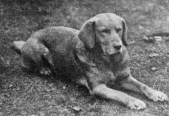« Ben of Hyde », premier labrador jaune enregistré au Kennel Club en 1899.