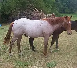 Cheval roux et blanc.