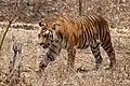 Un tigre du Bengale.