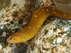 Dictyosoma rubrimaculatum (Stichaeidae).