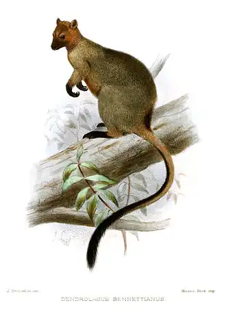 Description de l'image Bennett's Tree-kangaroo.jpg.
