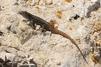 Description de l'image BennyTrapp Podarcis levendis Pori Griechenland.jpg.