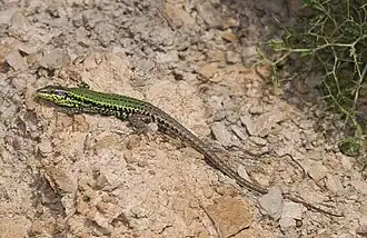 Description de l'image Benny Trapp Podarcis gaigeae.jpg.