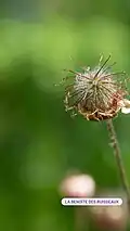 Benoîte des ruisseaux (Geum rivale)
