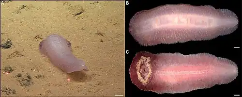 Benthodytes sanguinolenta