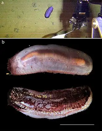 Description de cette image, également commentée ci-après