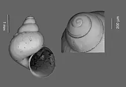 Description de l'image Benthonella tenella (MNHN-IM-2012-7068).jpeg.