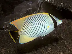 Chaetodon trifascialis