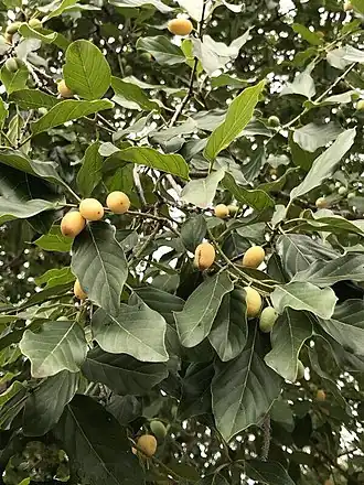 Description de l'image Berchemia_discolor01.jpg.