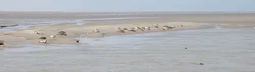 Les phoques à Berck.