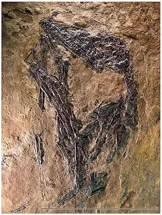 Description de cette image, également commentée ci-après