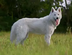 Berger blanc suisse.