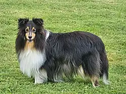 Berger des Shetland femelle tricolore.