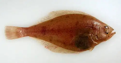 Hippoglossoides robustus.