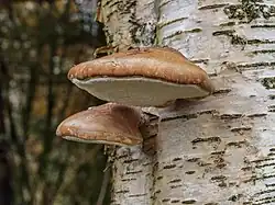 Polypore du bouleau.