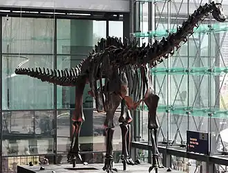 Photographie en couleur du moulage d'un squelette de diplodocus installé dans une galerie vitrée.