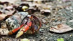 Un drôle d'animal avec des grosses pattes en armure et un bol cassé comme corps.