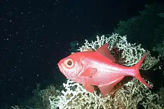 Beryx decadactylus, un Berycidae