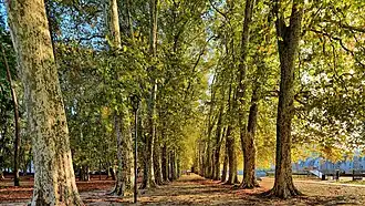 Allée de platanes.