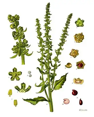 Description de l'image Beta vulgaris - Köhler–s Medizinal-Pflanzen-167.jpg.