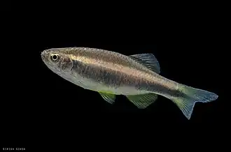 Description de l'image Betadevario ramachandrani.jpg.