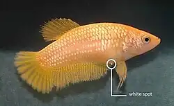 Poisson jaune avec un organe blanc qui dépasse très peu sous le ventre, derrière la nageoire avant