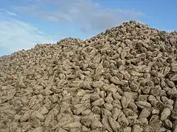 Récolte des betteraves sucrières.