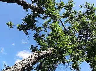 Description de l'image Betula davurica, Poznan.jpg.