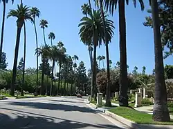 Cette espèce est fréquemment associée au dattier des Canaries. Beverly Hills, Californie.