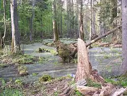 Vue d'un bois dont les troncs sont les pieds dans l'eau, un arbre tombé et un autre mort au premier plan.