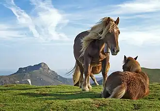 Poneys pottok dans le parc naturel Aiako Harria