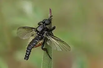 Bibio lanigerus, mâle.
