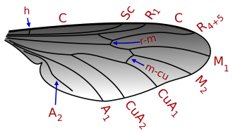 Aile de Bibio marci avec nervures