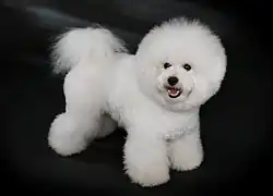 Bichon à poil frisé.