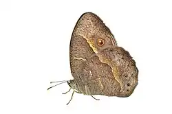 Ocelles Bicyclus anynana