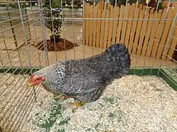 Poule Bielefelder naine saumon coucou argenté