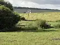 Paysage avec pompe-éolienne.